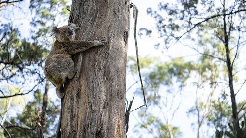 The koala is now endangered and fewer than 58,000 now remain in the wild.