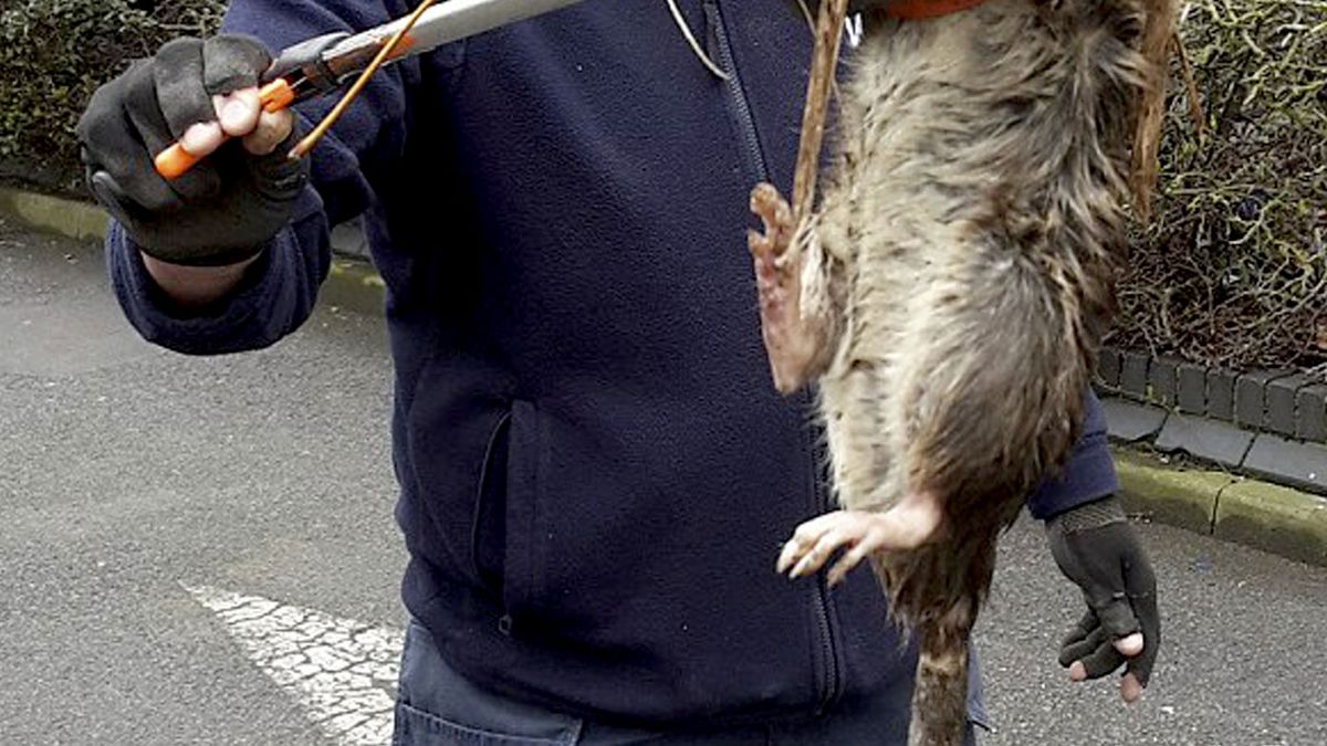 Giant rat found in London: Gas engineer finds rodent 'bigger than small  child', The Independent