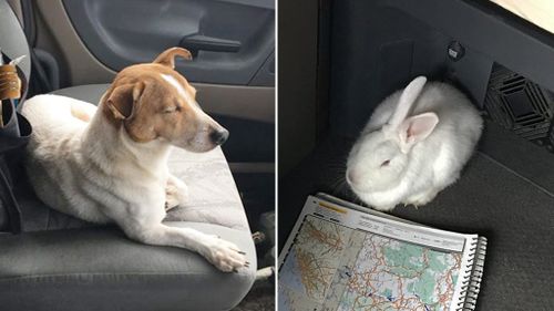 Abandoned dog leads rescuer to rabbit friend