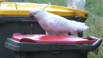 Cockatoos have learned how to raid wheelie bins for food.