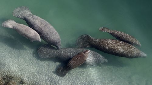 Manatees are a large sea mammal that feed mostly off sea grass hence their nickname 'sea cow'. 