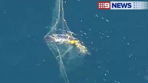 The 5m whale became entangled in shark netting this morning. (9NEWS)