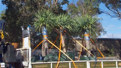 Margaret River Grass Trees The Block 2021