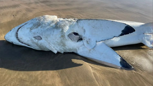 Le corps du requin blanc femelle subadulte arborait des blessures «précises».