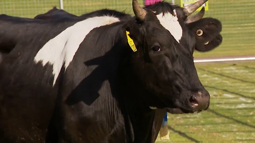 Winners of a charity raffle have been decided by cow poo at a park in Blacktown.
