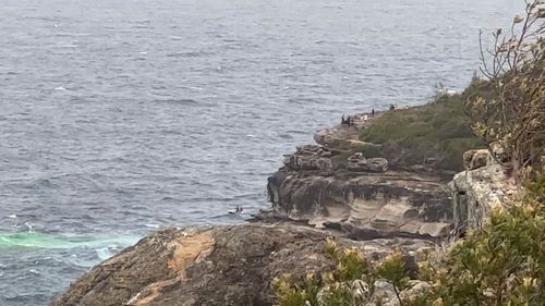 Search for man who fell from cliff at Manly.
