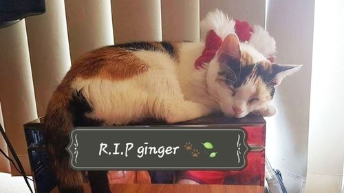 Ginger was found with her stomach slit open by the side of the road in Collerton.