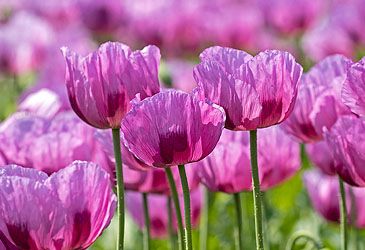 What fluid produced by opium poppies contains opiates?