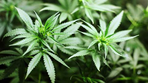 Legal marijuana doesn't increase teen use, new study says