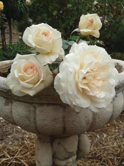 Gardening tips roses