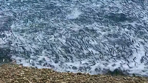 The fish leap to the coral sand to avoid the shark.