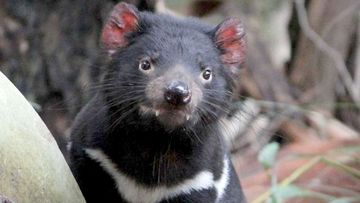 Tasmanian devil Jasper. (Supplied)