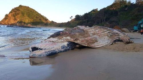 The humpback whale died near Port Macquarie. (Supplied: NSW National Parks and Wildlife Service

)