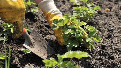 Growing strawberries