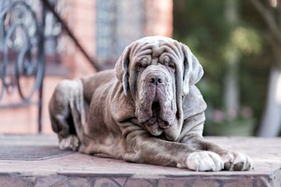 Dog Neapolitane Mastiff