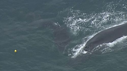 The calf is trapped by the tail. (9NEWS)
