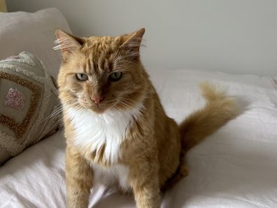 Orange cat Leo before a feline UTI