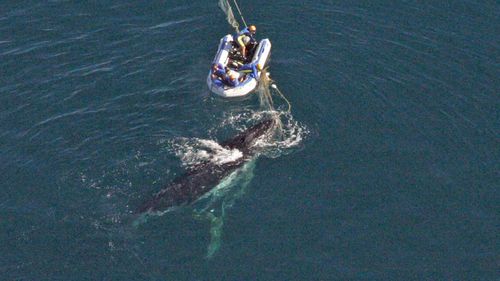 Gold Coast, September 8, 2005. Rescuer from the Department of Primary Industries and Fisheries (DPIF) try to free a juvenile Humpback whale caught in a shark net off Queensland's Gold Coast, the fourth to become trapped that season.