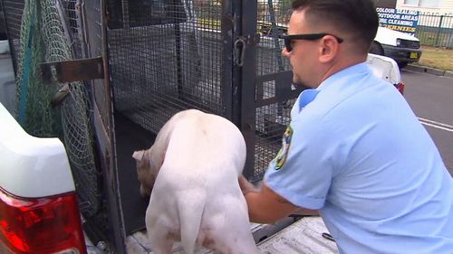 The pit bull was seized by Fairfield Council. (9NEWS)