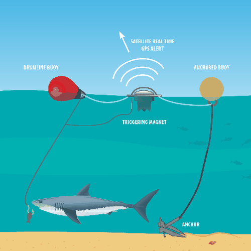 SMART drumlines consist of an anchor, two buoys and a satellite-linked GPS communications unit attached to a baited hook. 