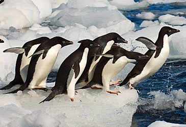 Which bird's 13,000km Antarctic trek is the longest penguin migration?