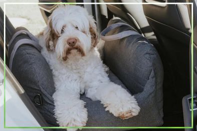 9PR: SASH Beds Premium Dog Car Bed 