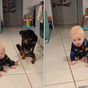 Heartwarming moment paralysed dog teaches baby how to crawl