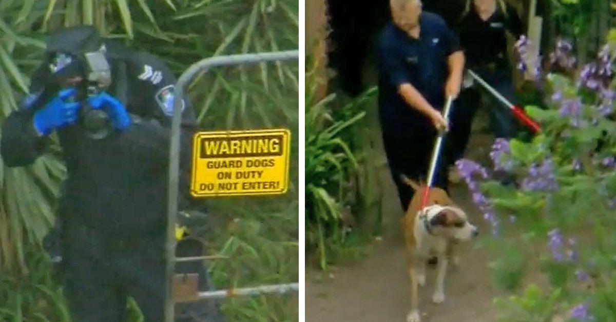 Dogs that mauled meter reader Kane Minion to death in Queensland euthanised – 9News