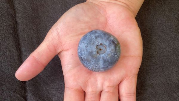 World&#x27;s heaviest blueberry