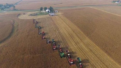 Farmers band together to harvest a terminally-ill neighbour's crops. (Jason Bates/Today.com)