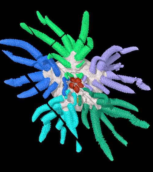 3D reconstruction of Sollasina cthulhu. Tube feet are shown in different colors.