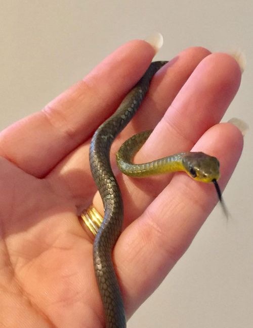 This tiny green tree snake was stuck to brown tape in a garage.