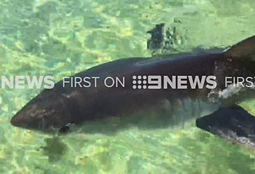 What species shark washed up on Manly Beach on Monday?