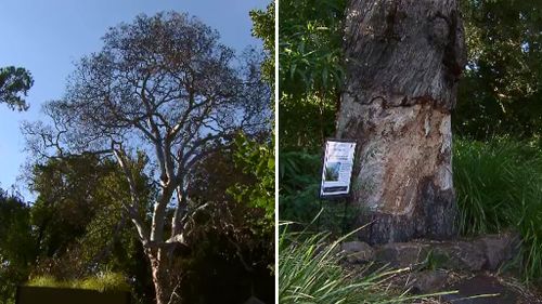 Vandalised historic tree in Melbourne's Botanic Gardens to get the chop