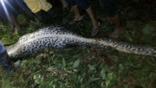 An Indonesian farmer has been discovered inside the belly of a giant python. (Twitter)