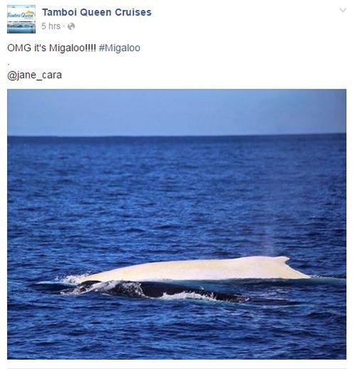 Migaloo the white whale was spotted off Fingal Bay. (Facebook/Jane Cara)