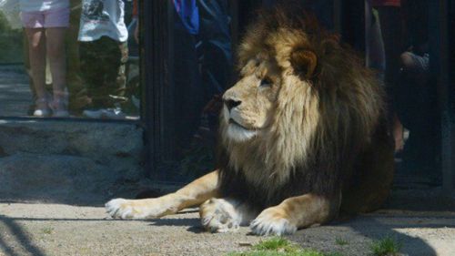 Sick lion euthanised at Melbourne Zoo