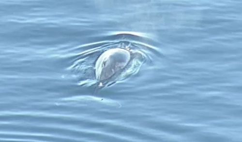 The whales could be seen coming above the surface, blowing water into the air.

