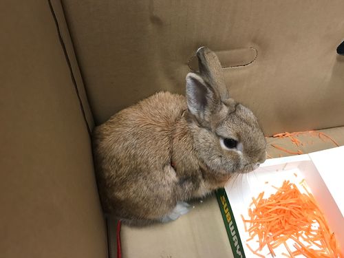 Detectives gave the rabbit some grated carrot to munch on while he waited for the RSPCA to arrive. Picture: 9NEWS