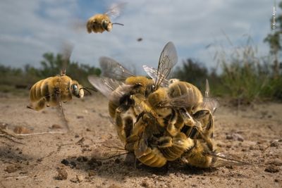 'The big buzz'. Winner - Overall and Behaviour: Invertebrates