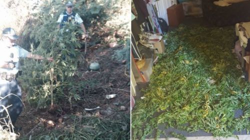Man charged after large cannabis crop found in Gundagai, in NSW south