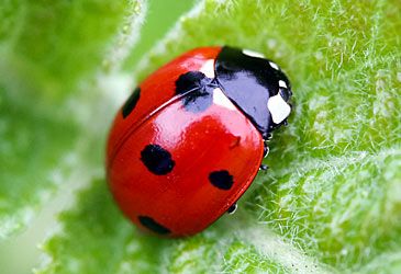 Ladybirds are more formally known by what family name?