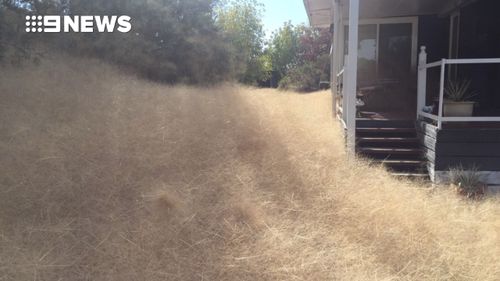 Forget Body Snatchers, this Victorian resident's home has been invaded by tumbleweeds. (Copyright: 9NEWS)
