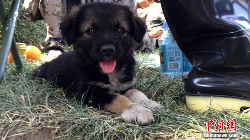 Puppy rescued from Tianjin explosion site becomes beacon of hope amid devastation