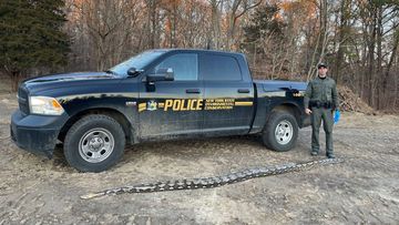 Police on Long Island, New York discovered a huge reticulated python on the side of the road.
