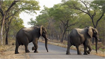 Zimbabwe has too many wild elephants and plans to sell some, its president has said.