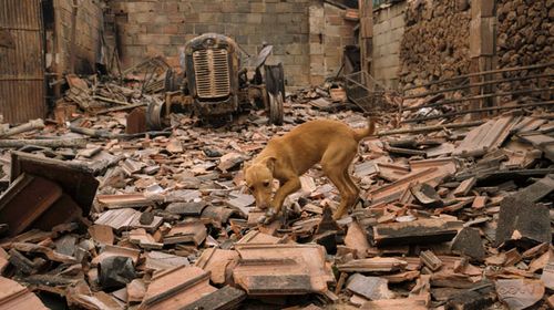 A dog moves among the debris of a burnt warehouse near Penacova. (AAP)
