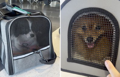 virgin australia first pet flight