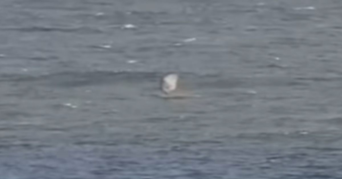 Scary moment great white shark attacks foilboarder at popular surf spot