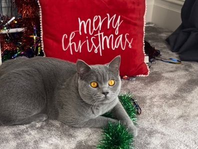 jessica rowe cats christmas